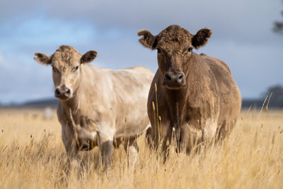 Ensuring Animal Welfare and Sustainability in Australia's Livestock Industry