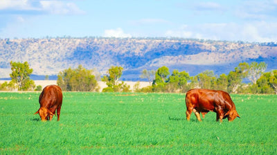 Embracing Quality Organic Beef: A Healthier Choice Delivered Straight to Your Doorstep