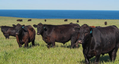 Grass-Fed Beef Brisbane: A Culinary Delight